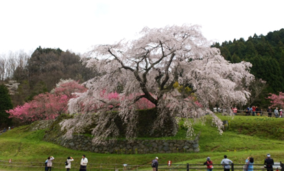 奈良県　宇陀市　又兵衛桜